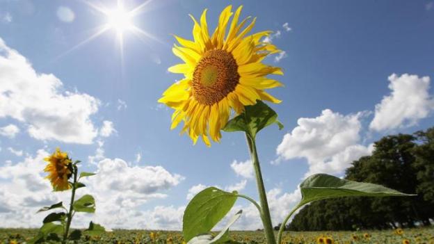what-percent-of-the-sun-s-energy-do-plants-use_6a9055758e22e06a